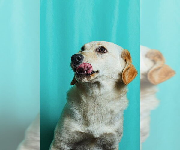 Medium Photo #2 Retriever -Unknown Mix Puppy For Sale in Calgary, Alberta, Canada