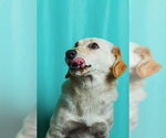 Small #1 Retriever  Mix
