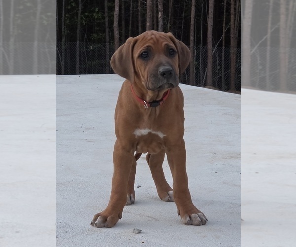 Medium Photo #2 Rhodesian Ridgeback Puppy For Sale in BUMPASS, VA, USA
