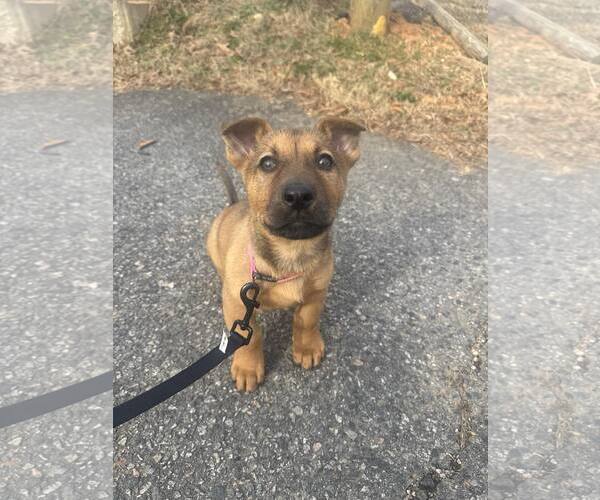 Medium Photo #5 Unknown-Welsh Corgi Mix Puppy For Sale in Kannapolis, NC, USA