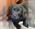 Puppy Puppy 5 Pinky Labrador Retriever