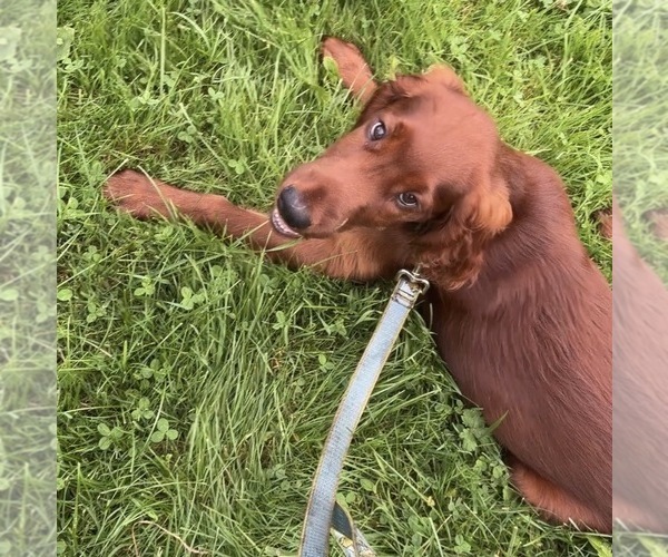 Medium Photo #5 Irish Setter Puppy For Sale in ONEONTA, NY, USA