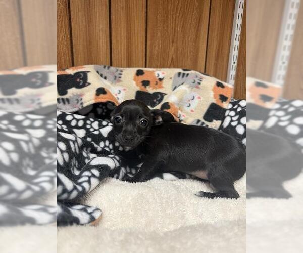 Medium Photo #2 Chihuahua Puppy For Sale in Parlier, CA, USA
