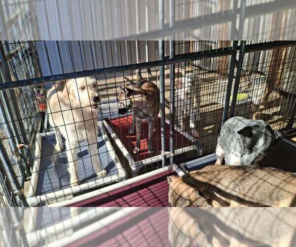 Medium Photo #7 Labradoodle Puppy For Sale in Sebec, ME, USA