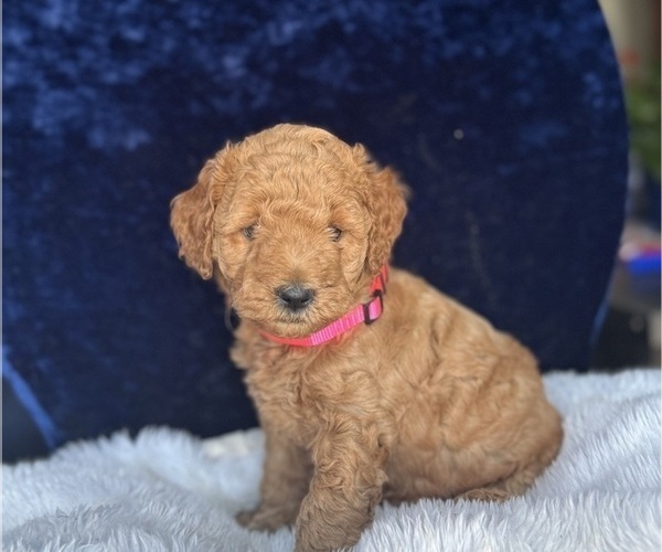 Medium Photo #4 Goldendoodle (Miniature) Puppy For Sale in SAN FERNANDO, CA, USA