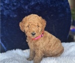 Small Photo #4 Goldendoodle (Miniature) Puppy For Sale in SAN FERNANDO, CA, USA