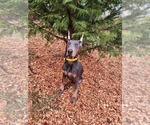 Small Photo #2 Doberman Pinscher Puppy For Sale in DAMASCUS, OR, USA