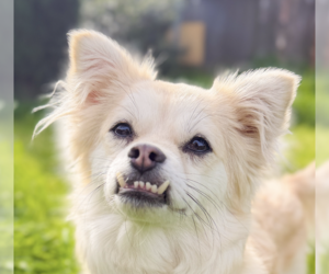 Unknown-pomeranian spitz Mix Dogs for adoption in San Ramon, CA, USA