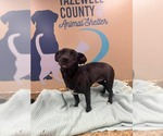 Small #1 Dachshund Mix