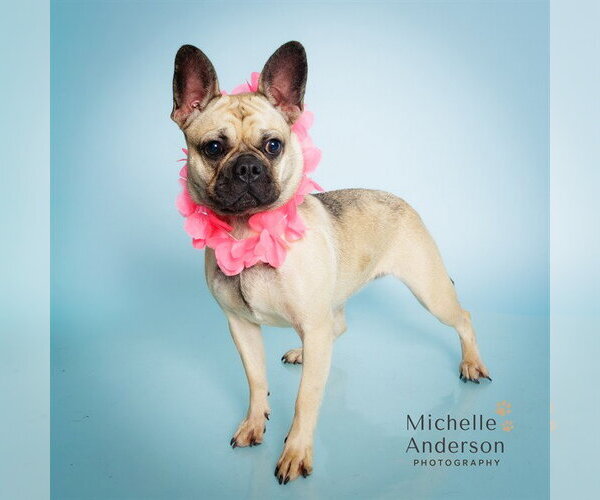 Medium Photo #1 Pug Puppy For Sale in Corona, CA, USA