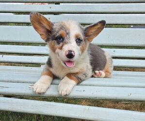 Pembroke Welsh Corgi Puppy for sale in MILTON, WI, USA