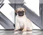 Small Photo #1 Pug Puppy For Sale in BEL AIR, MD, USA