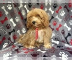 Small #2 ShihPoo