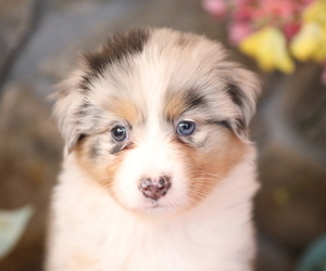 Australian Shepherd Puppy for Sale in WESTFIELD, Massachusetts USA