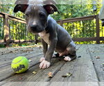 Small #13 American Staffordshire Terrier Mix