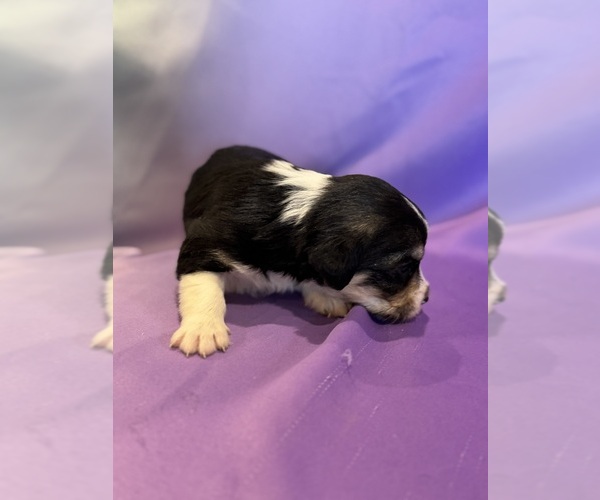 Medium Photo #13 Corgipoo Puppy For Sale in LONGMONT, CO, USA