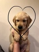 Small Photo #17 Golden Retriever Puppy For Sale in MESA, AZ, USA