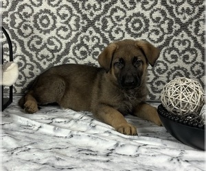 German Shepherd Dog Puppy for sale in FRANKLIN, IN, USA