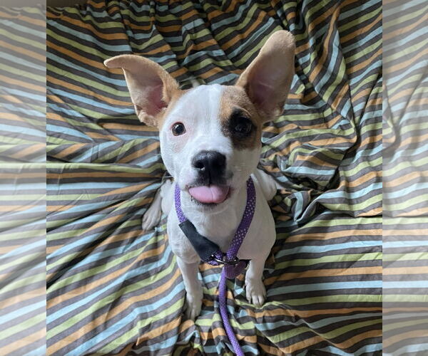 Medium Photo #4 Jack Russell Terrier-Unknown Mix Puppy For Sale in Rochester, NY, USA