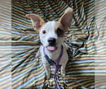 Small #3 Jack Russell Terrier Mix