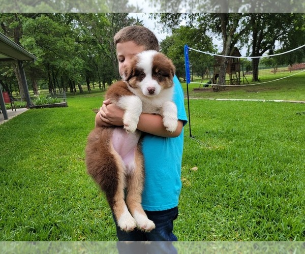 Medium Photo #1 Australian Shepherd Puppy For Sale in CLARKSVILLE, TX, USA