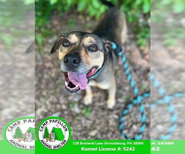 Medium Photo #5 Mutt Puppy For Sale in Stroudsburg, PA, USA