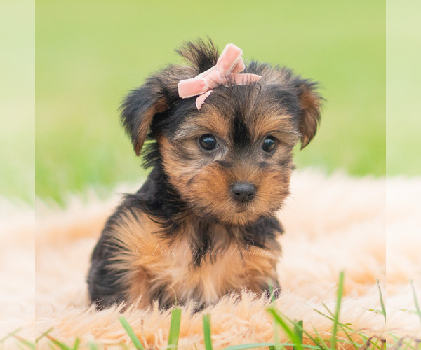 Medium Photo #74 Yorkshire Terrier Puppy For Sale in WARSAW, IN, USA