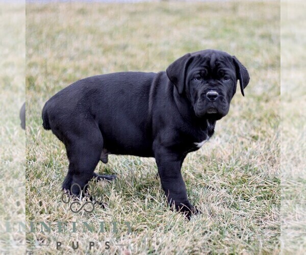 Medium Photo #2 Cane Corso Puppy For Sale in LANCASTER, PA, USA