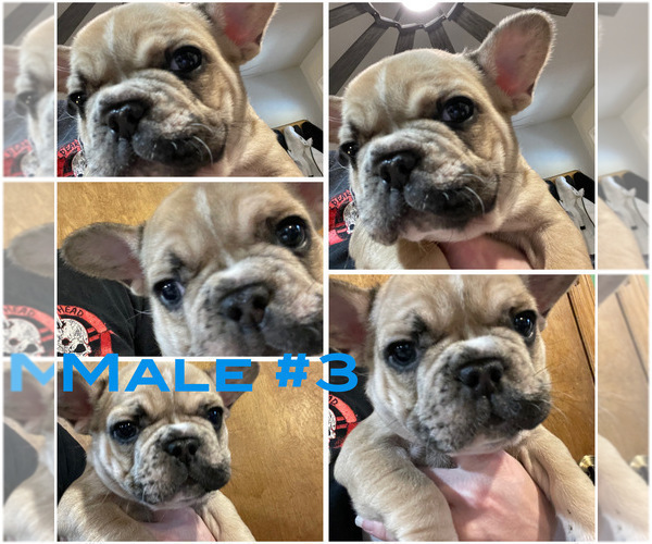Medium Photo #10 French Bulldog Puppy For Sale in HOPE MILLS, NC, USA