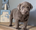 Small #4 Labrador Retriever