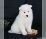 Small #3 Samoyed