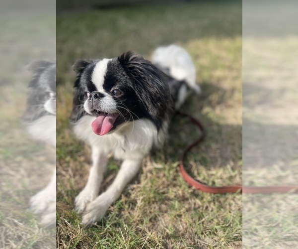 Medium Photo #3 Japanese Chin Puppy For Sale in SUMMERVILLE, SC, USA