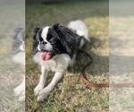 Small #2 Japanese Chin
