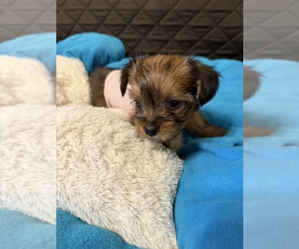 Medium Photo #26 Yorkshire Terrier Puppy For Sale in ORLANDO, FL, USA