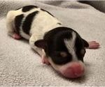 Small #4 Chihuahua Mix