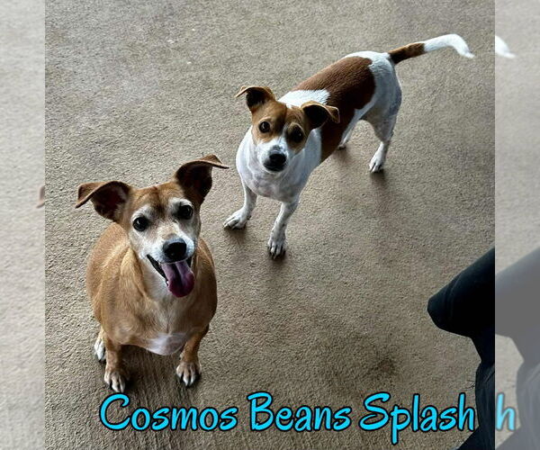 Medium Photo #26 Chiweenie Puppy For Sale in San Antonio, TX, USA