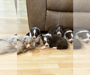 Australian Shepherd Litter for sale in MIDLAND, GA, USA