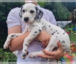 Dalmatian Puppy for sale in ALPHARETTA, GA, USA