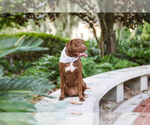 Medium Photo #8 Mutt Puppy For Sale in  Gainesville, FL, USA