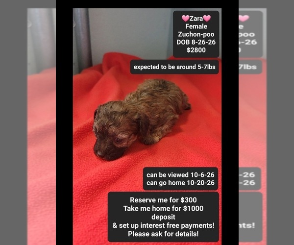Medium Photo #1 Poodle (Toy)-Zuchon Mix Puppy For Sale in TUCSON, AZ, USA