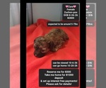 Zara - Female Poodle (Toy)-Zuchon Mix Puppy for Sale - Small photo