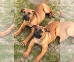 Small Photo #3 Boerboel Puppy For Sale in LITTLE ROCK, AR, USA