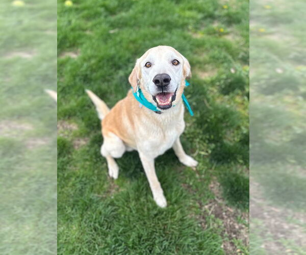 Medium Photo #3 Mutt Puppy For Sale in Salt Lake City, UT, USA