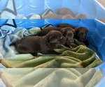 Small #2 Labrador Retriever