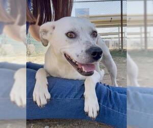 Mutt Dogs for adoption in Bakersfield, CA, USA