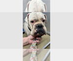 Small #3 Boxer