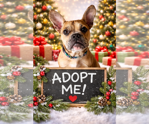 Faux Frenchbo Bulldog Dogs for adoption in Euless, TX, USA