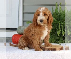 Goldendoodle Puppy for sale in NARVON, PA, USA