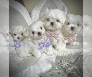 Maltese Puppy for Sale in UPLAND, California USA
