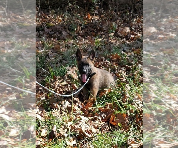 Medium Photo #1 German Shepherd Dog-Mutt Mix Puppy For Sale in MAINEVILLE, OH, USA